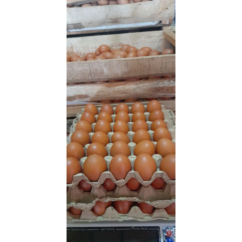 

TelurAyamGrade(CoklatFull)