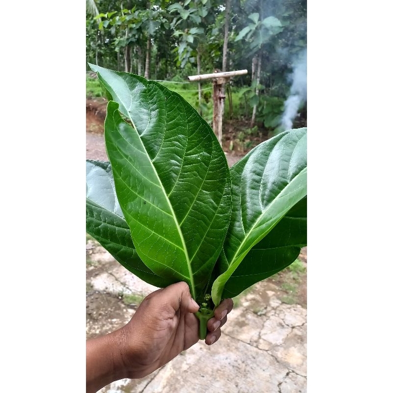 

Daung buah mengkudu daun buah cangkudu perpack isi 10