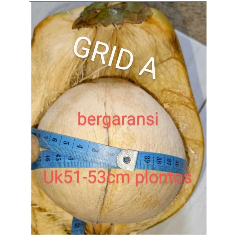 

kopyor UK53-55cm utuh/plontos seset