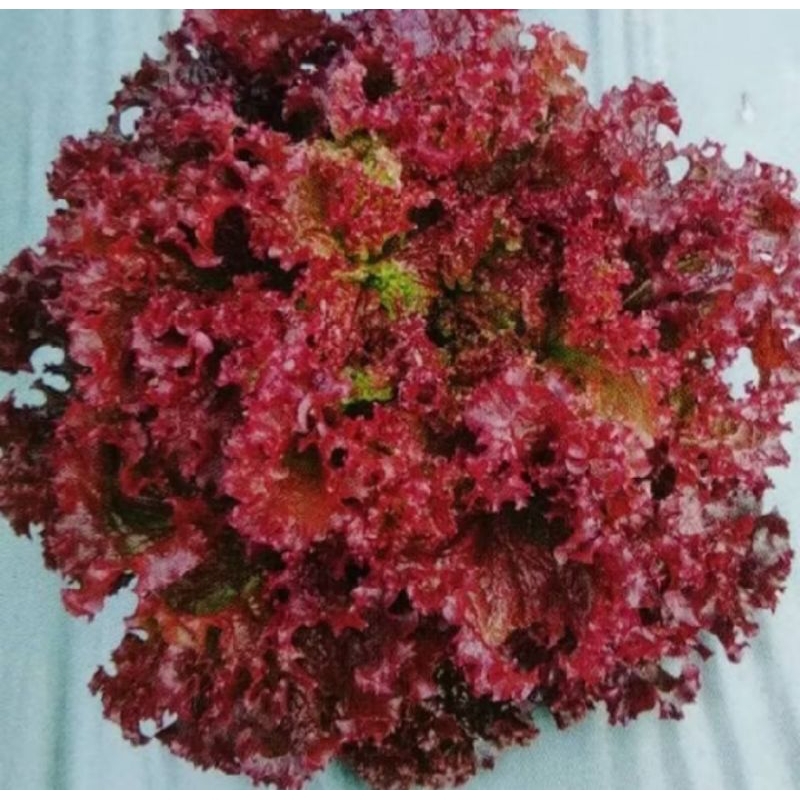 100 biji benih bibit Selada merah super