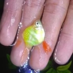 SUMATRA BALON SLAYER