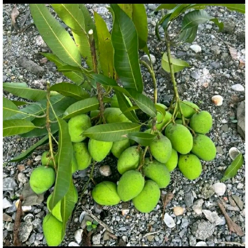 

mangga muda segar 1kg
