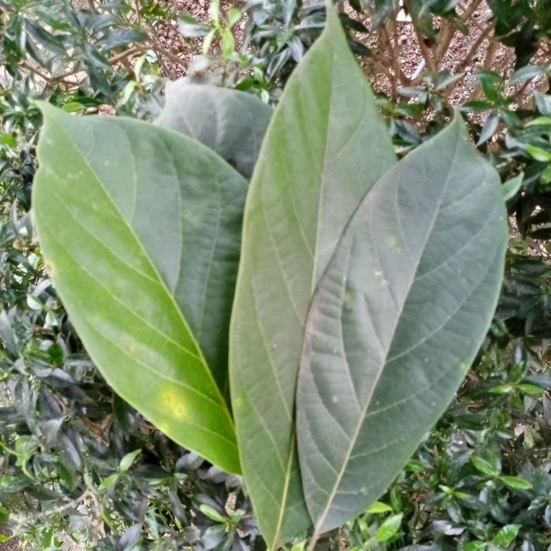 

daun alpukat segar/ fresh avocado leafs