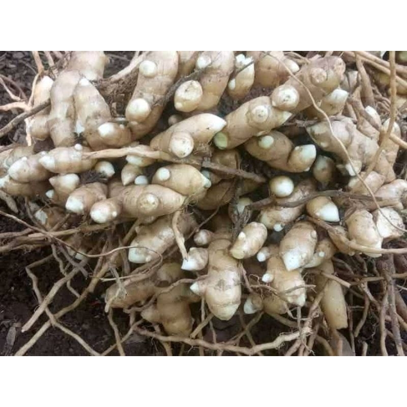 

1kg herbal kunyit putih/temu putih/rempah rempah-rempah