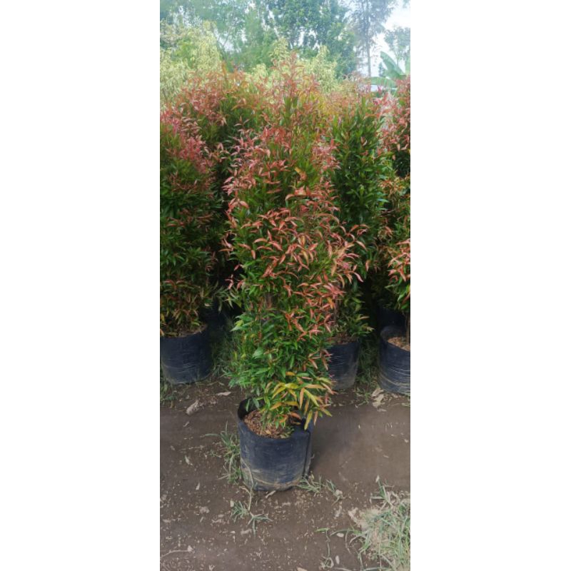 Bunga Pucuk Merah