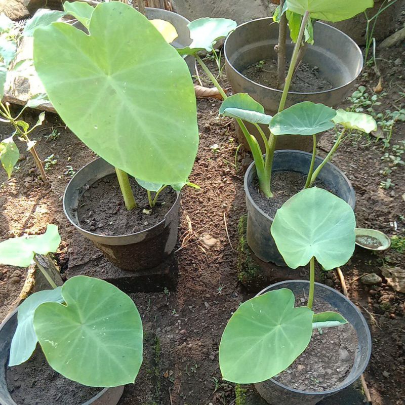 Bibit Umbi Talas Jepang Satoimo