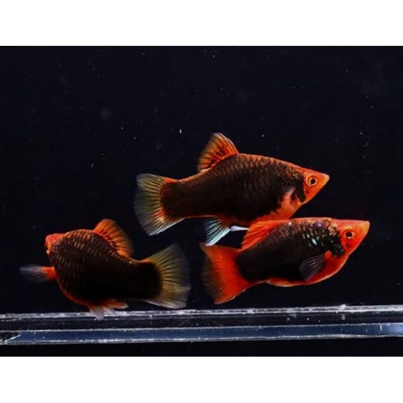 Hiasan Aquarium Platy Tuxedo Sword Genetic Lyretail