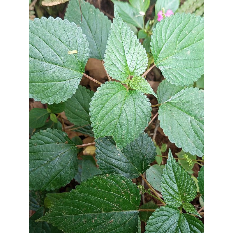 

Daun jalentang/pulus ayam segar 1kg