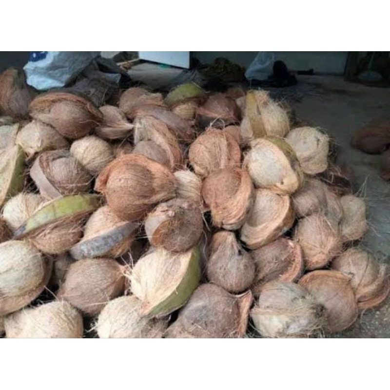 Kelapa Parut Tua 1 Buah Termurah Asli Segar Utuh Cangkang