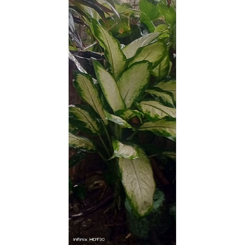 sri rejeki putih / aglonema lokal