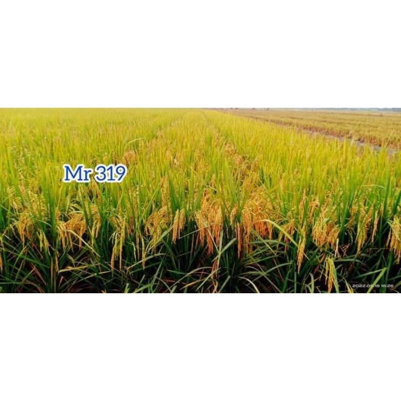 BENIH PADI MR 319 super 1kg