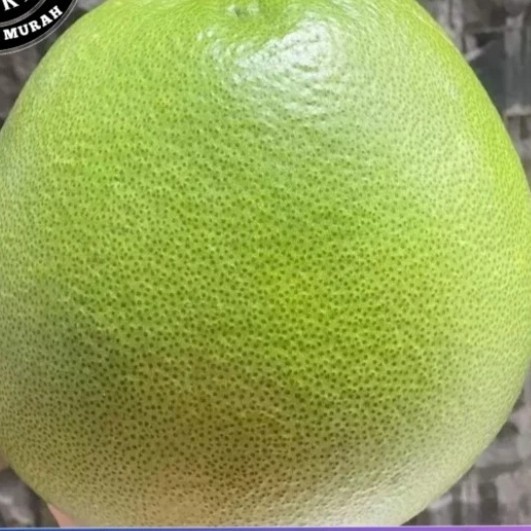 

Jeruk bali,pomelo,jeruk besar manis,sudah masak perbuah.murahh