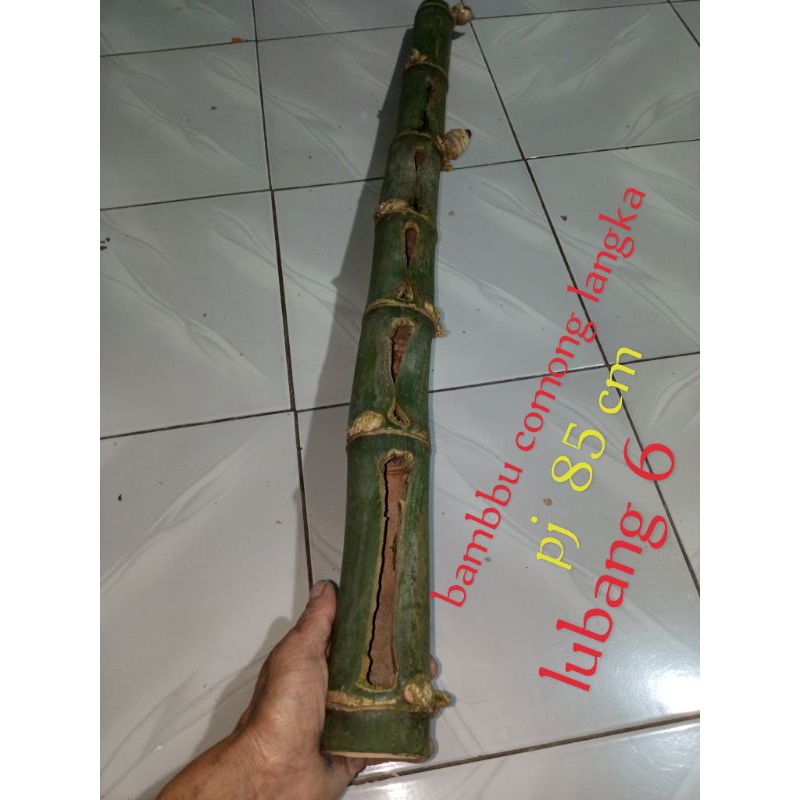 bambu comong bolong unik alami asli Ter langka koleksi laenya