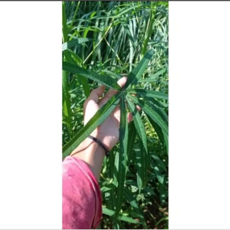 STEK BIBIT BATANG POHON SINGKONG SAYUR DAUN SEPIT DAUN SINGKONG SAYUR