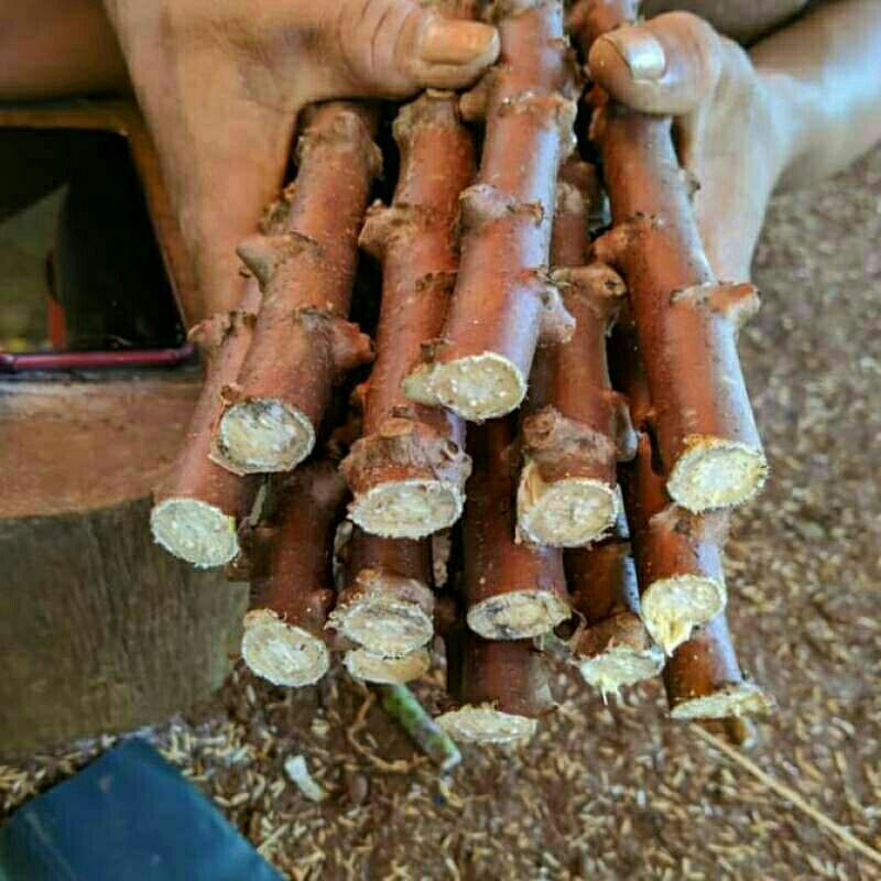 

bibit singkong mentega 1 iket 14 potong ukuran 15 cm (bonus 2 potong)