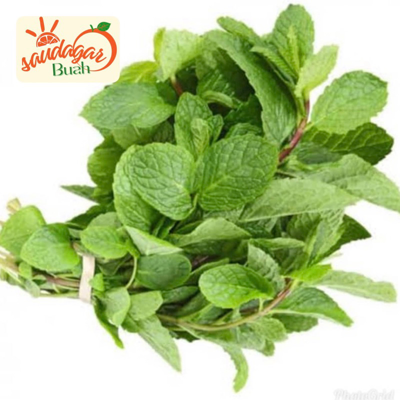 

DAUN MINT SEGAR / DAUN MINT FRESH 100GR