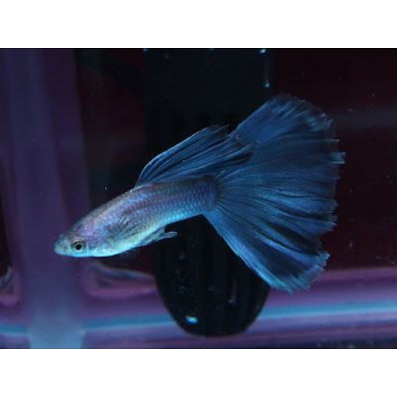 Ikan Guppy Singa Blue Tail Hiasan Aquarium sepasang trio