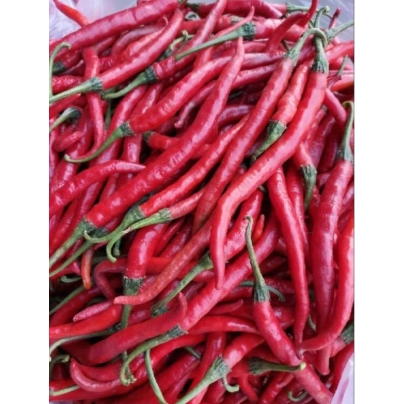 

cabe merah keriting segar