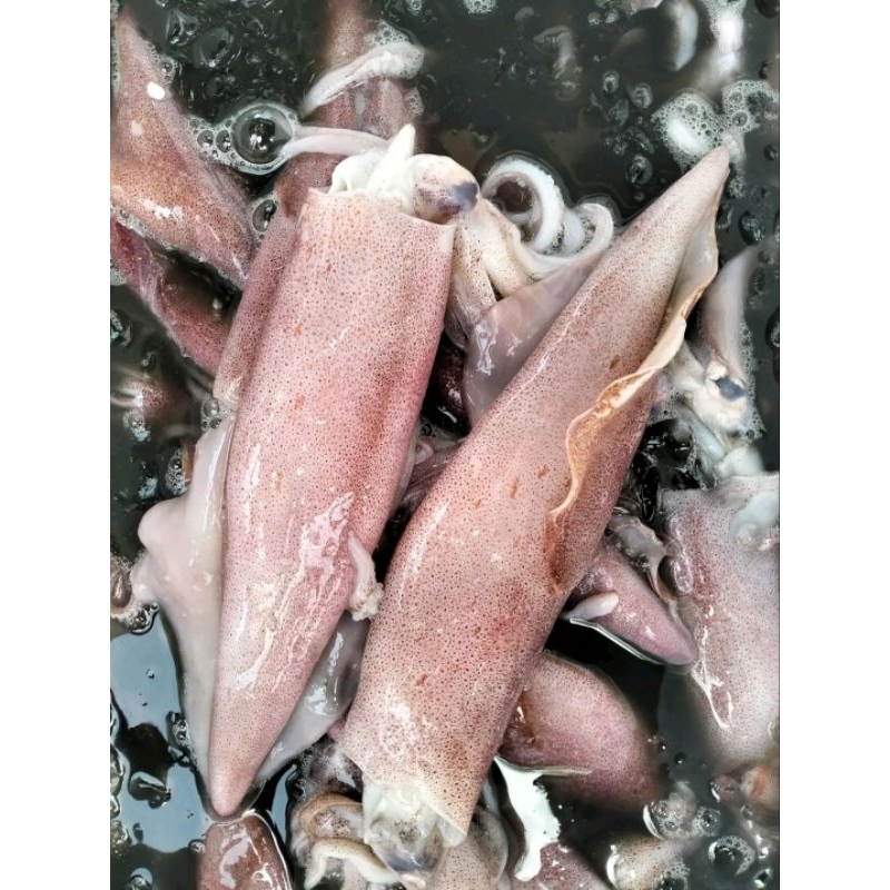 

Cumi Bangka segar Cumi merah besar Cumi hasil laut segar 1kg
