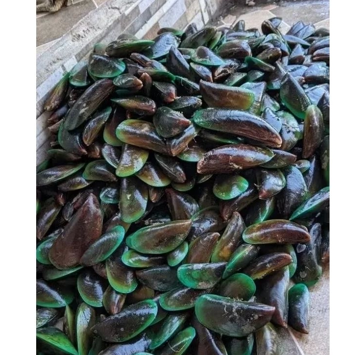 

Kerang hijau hidup Kerang ijo hasil laut Segar 1kg