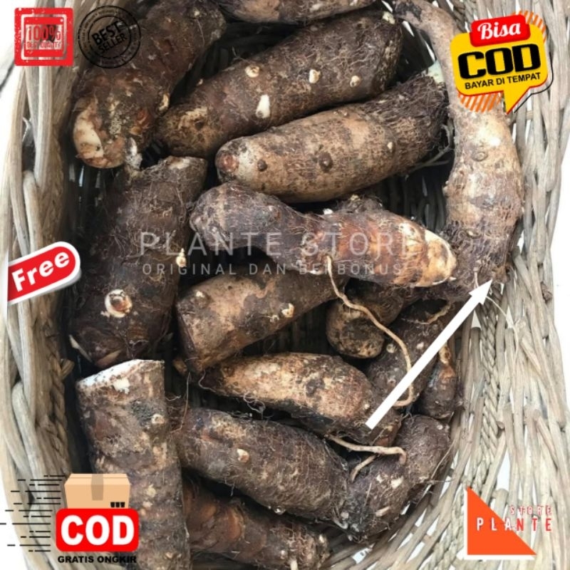 

UMBI TALAS KIMPUL TALAS BENTUL TALAS BELITUNG 500 GRAM