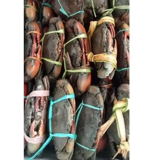 

Kepiting jantan Hidup Kepiting Betina Live hidup isi 3 1kg