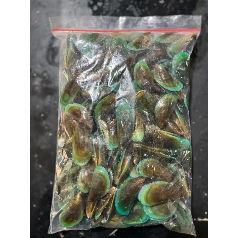 

kerang hijau
