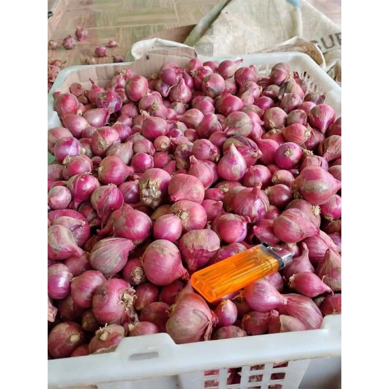

Bawang Merah Super 1 Kg Langsung Dari Petani