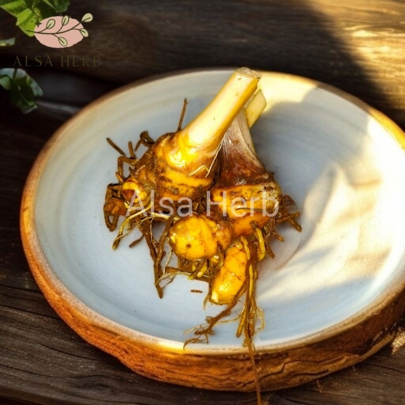 

Temulawak obat maag koneng gede berkhasiat