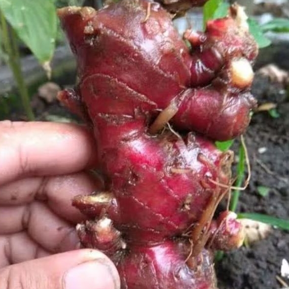 

Jahe Merah 500 Gram Segar