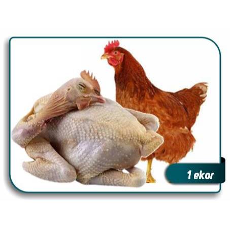 

ayam merah petelur fresh utuh satu ekor