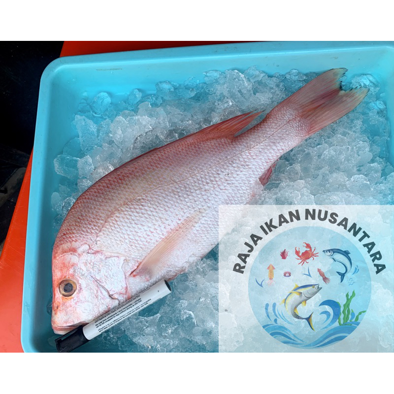 

KAKAP MERAH POTONG FRESH FROZEN PREMIUM 500GR