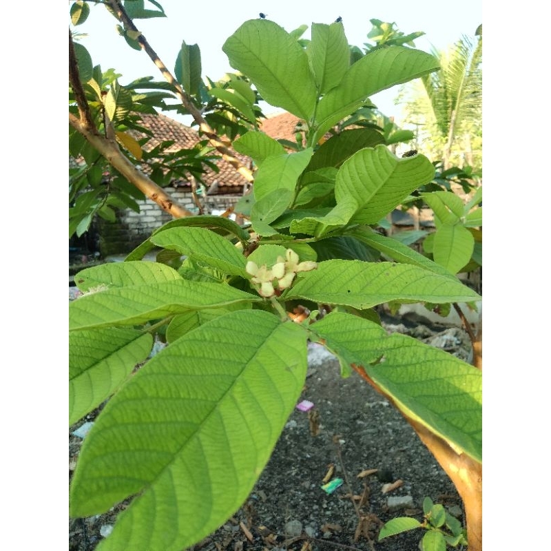 Daun jambu biji 100gr,pucuk daun jambu biji
