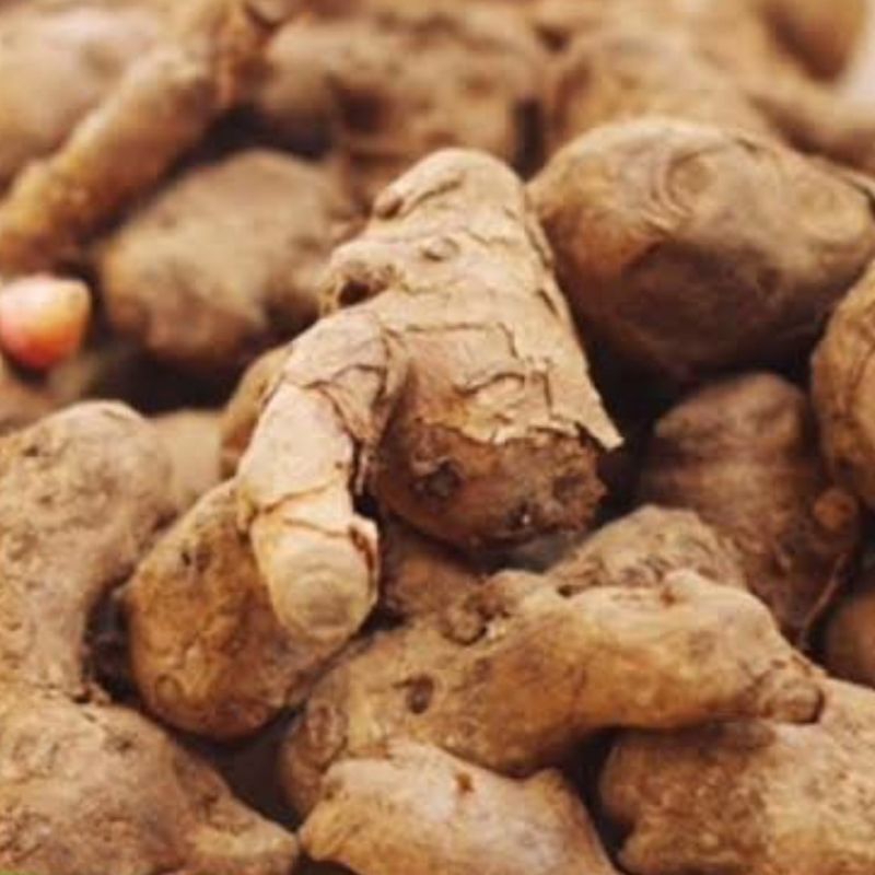 

(1 Kg) temu kunci segar cocok untuk bumbu sayur bening