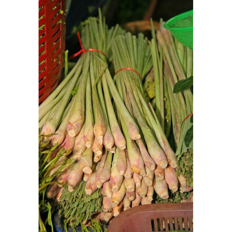 

Sereh serai sereh 500gr Segar bumbu masak
