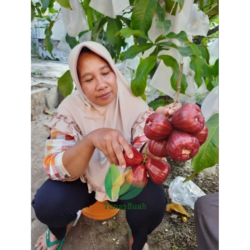 

Bibit Jambu Air Dalhari ~ Cangkok