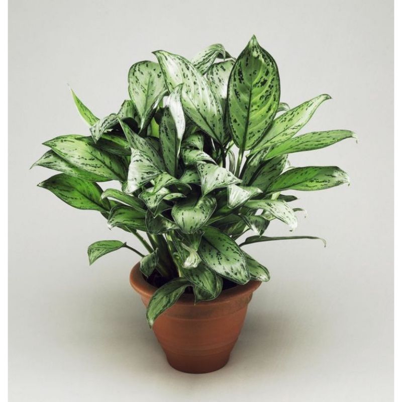 ( BISA COD ) Tanaman Hias Aglonema Srirejeki Army - Blanceng Sri Rejeki Armi / Bunga Hias Aglaonema 