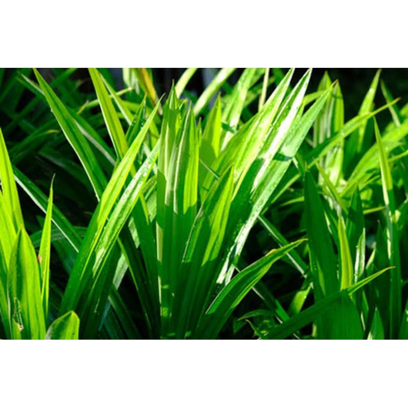

daun pandan segar 4-5lembar