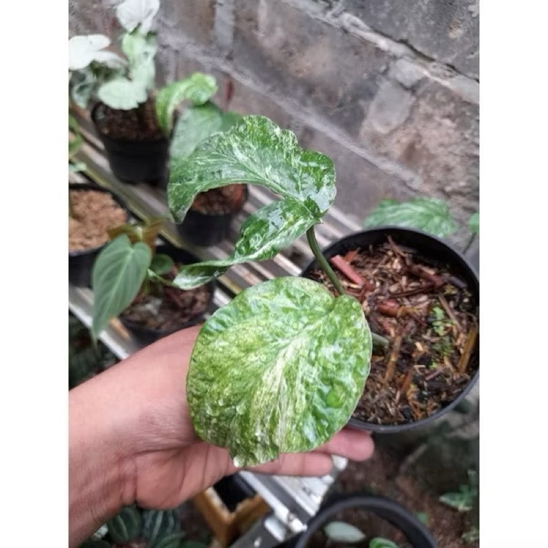 Amydrium Zepelinianum Variegata