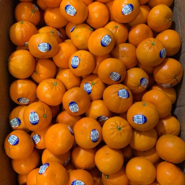 

jeruk afourer australia