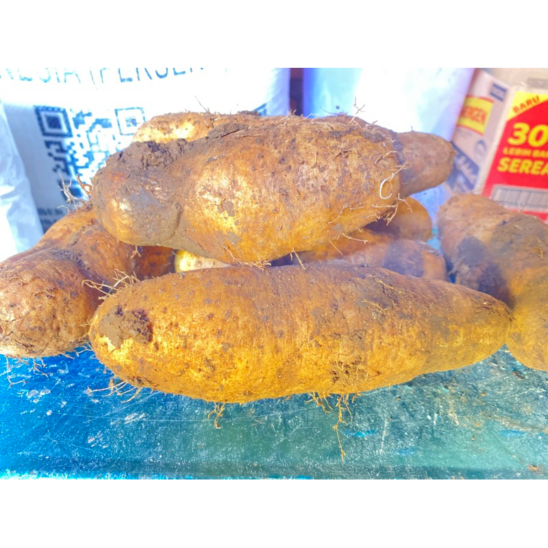 ubi gembili 1 kg segar termurah pulen