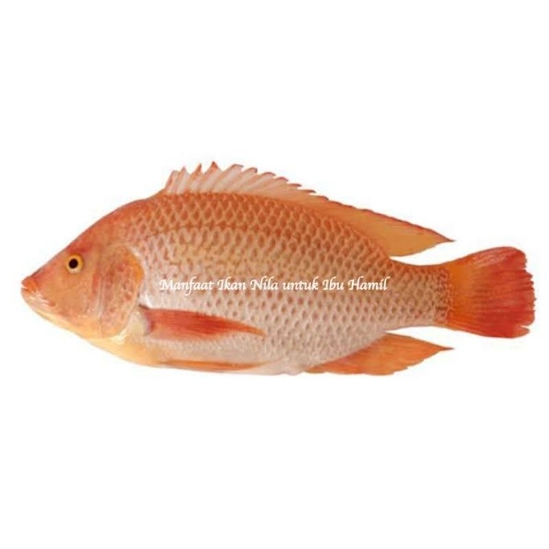 

ikan nila merah/hitam fresh termurah 500 gr 1 kg