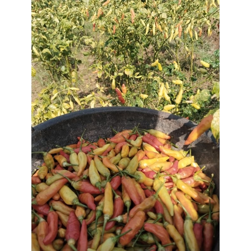 

cabe rawit merah / CRM 500 gr