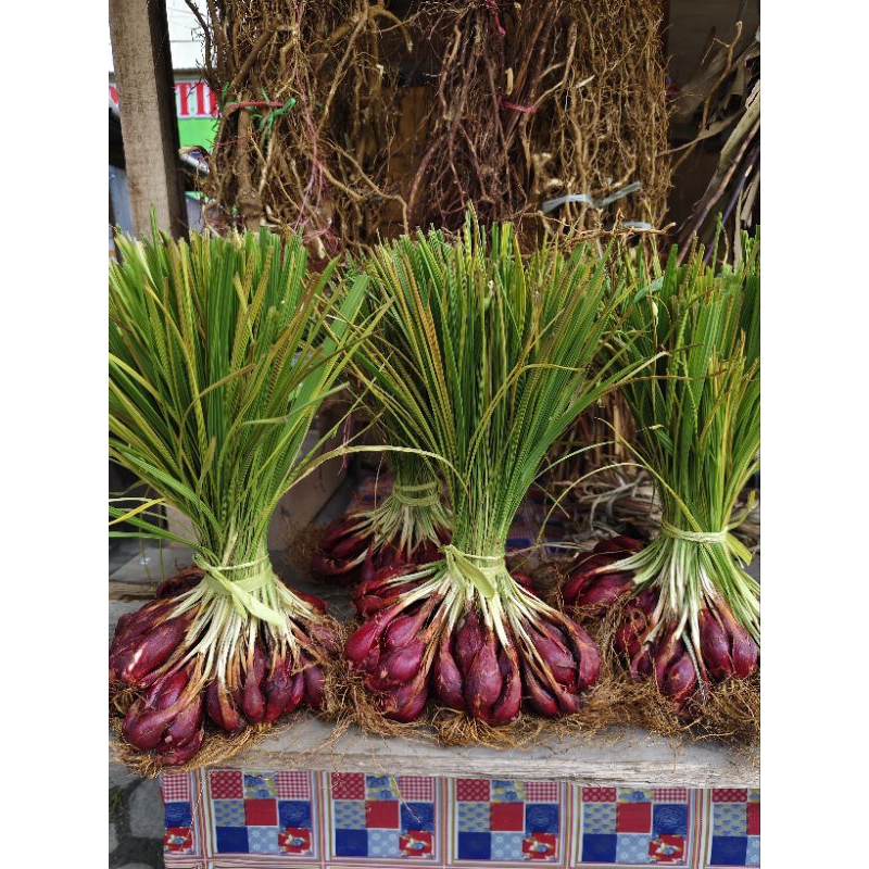 

bawang dayak segar 1kg bawang hutan bawang lemba