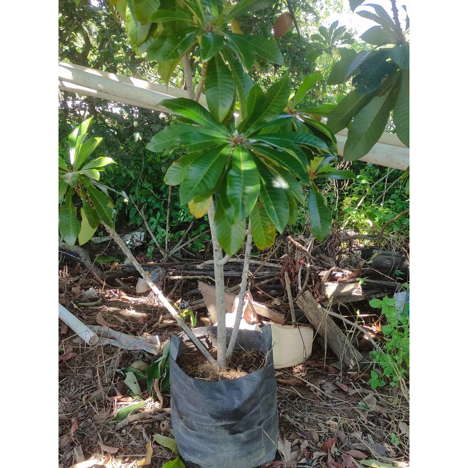 Bibit mami sapote/ mamey sapote