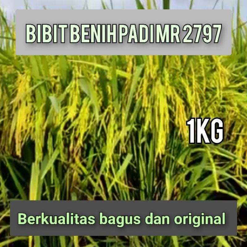 BIBIT BENIH PADI MR 297 KEMASAN 1KILO