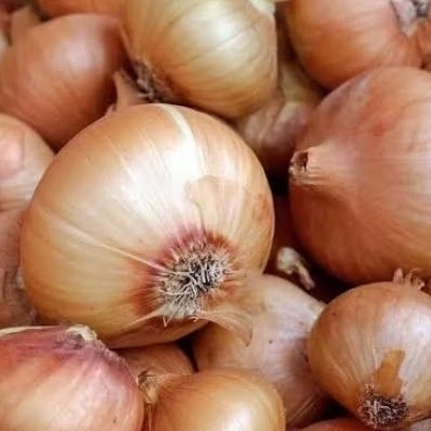 

BAWANG BOMBAY BERKUALITAS per 250 gram