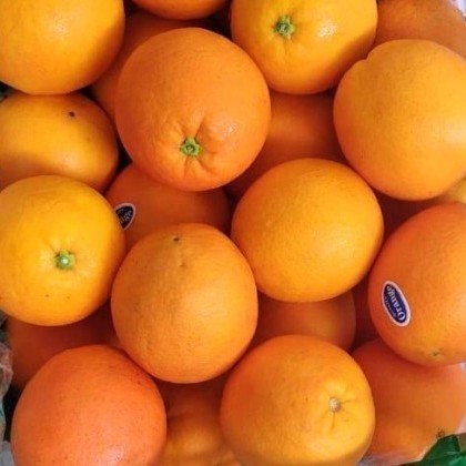 

Buah Jeruk Sunkist Navel Valencia Cara-Cara Segar