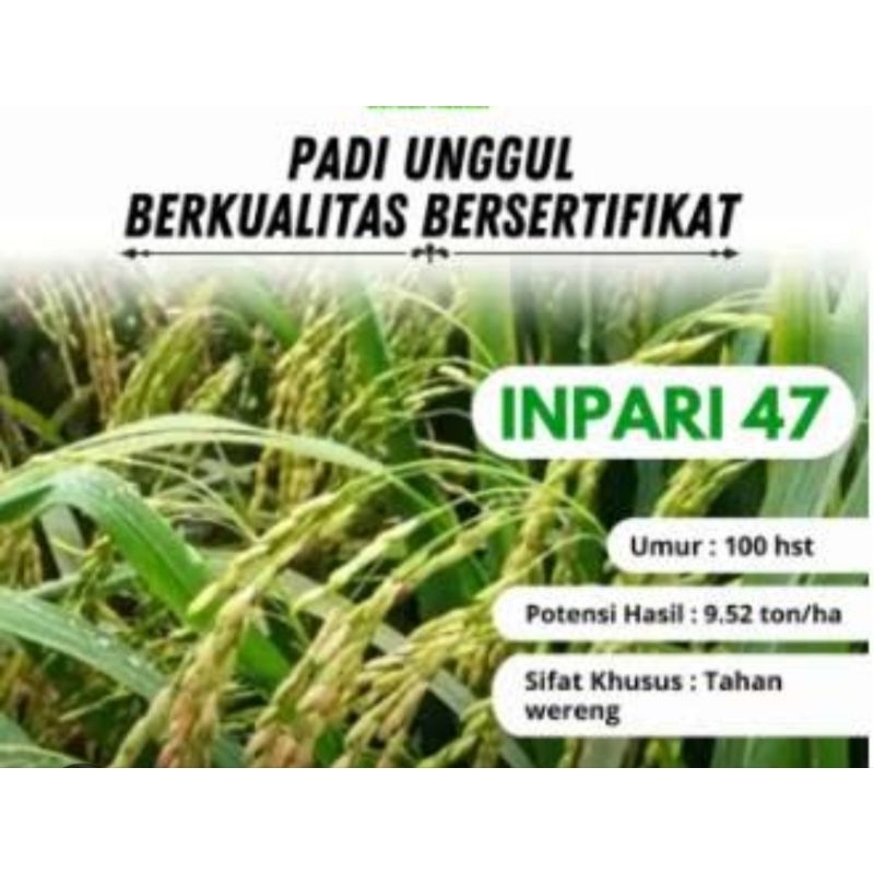 BENIH BIBIT PADI INPARI 47 WBC PER 1KG