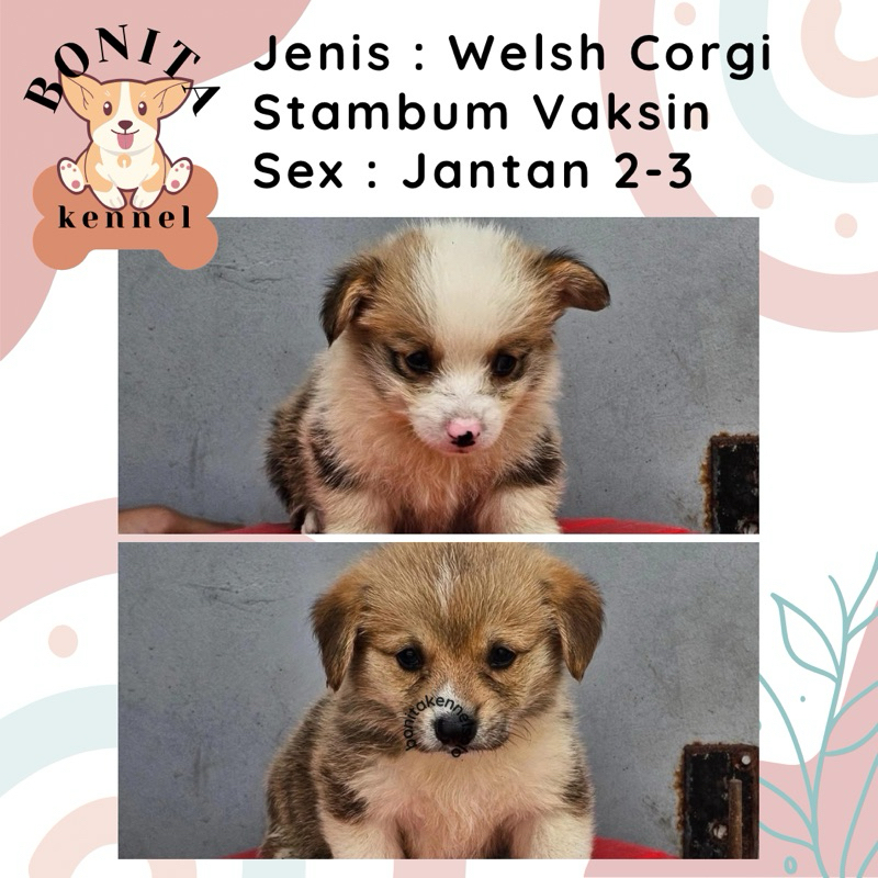 Welsh Corgi Stambum Sable Three Color Anak Anjing Corgi Jantan Betina